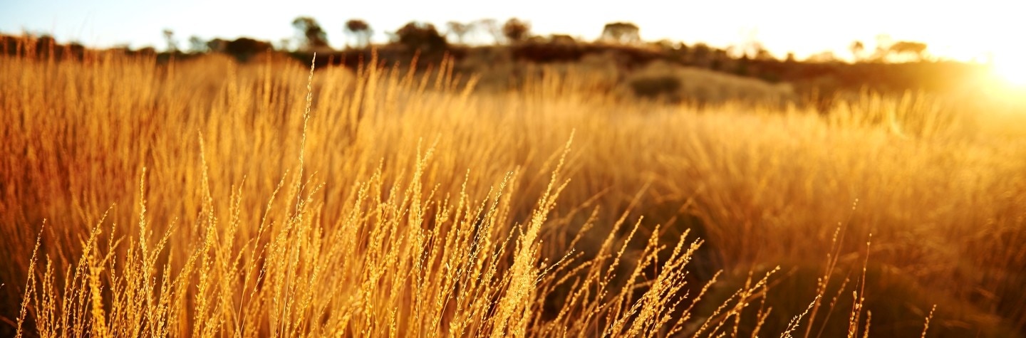 field in sunshine