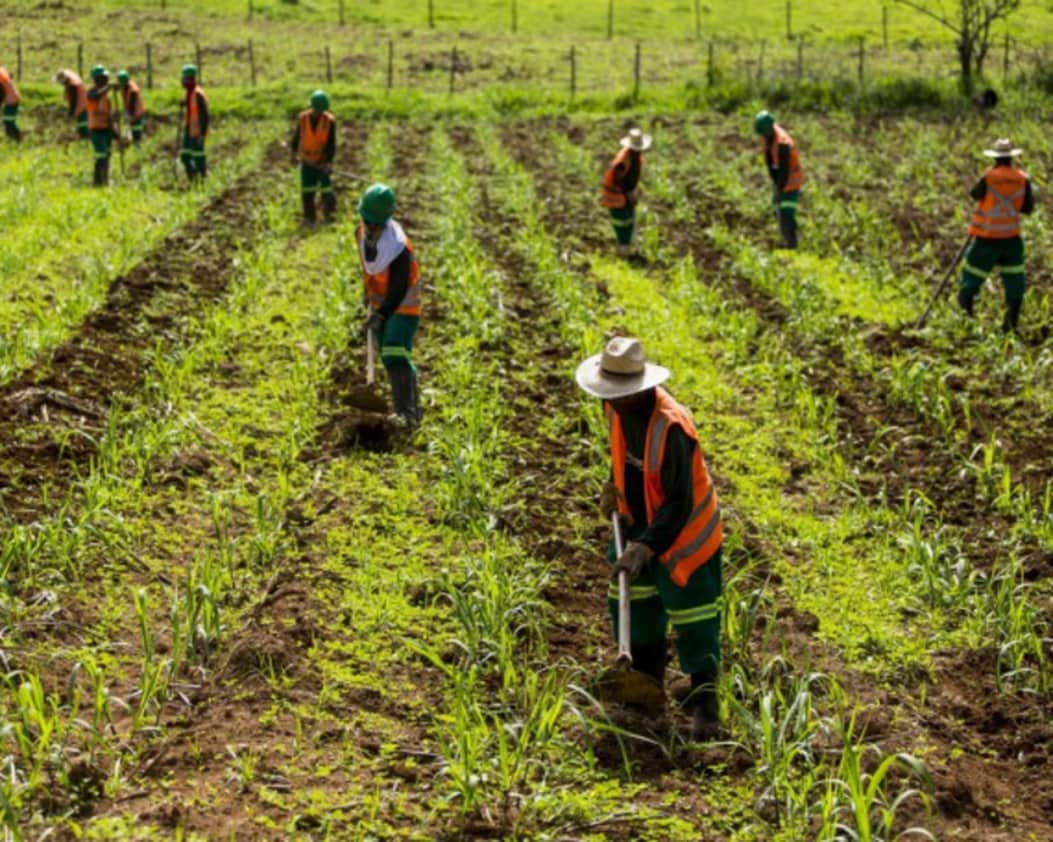 workers in a field